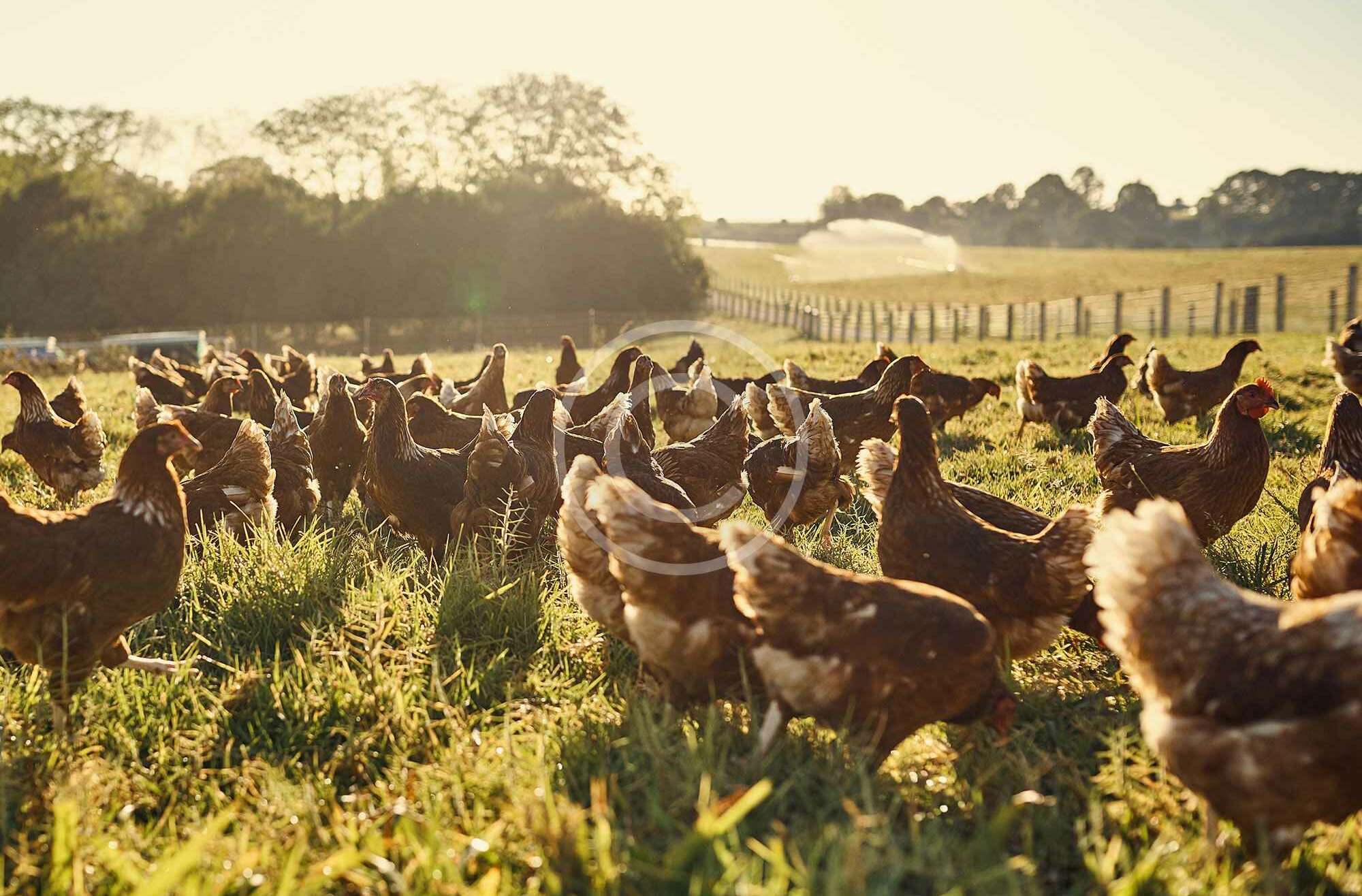 Free Range Chicken