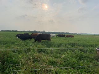 Grass-fed cattle grazing on pasture at Serenity Meadows in Black Creek Wisconsin