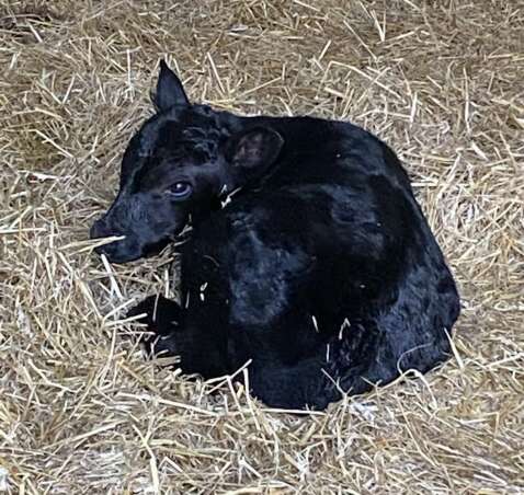 Grass-Fed Beef in Black Creek, Wisconsin