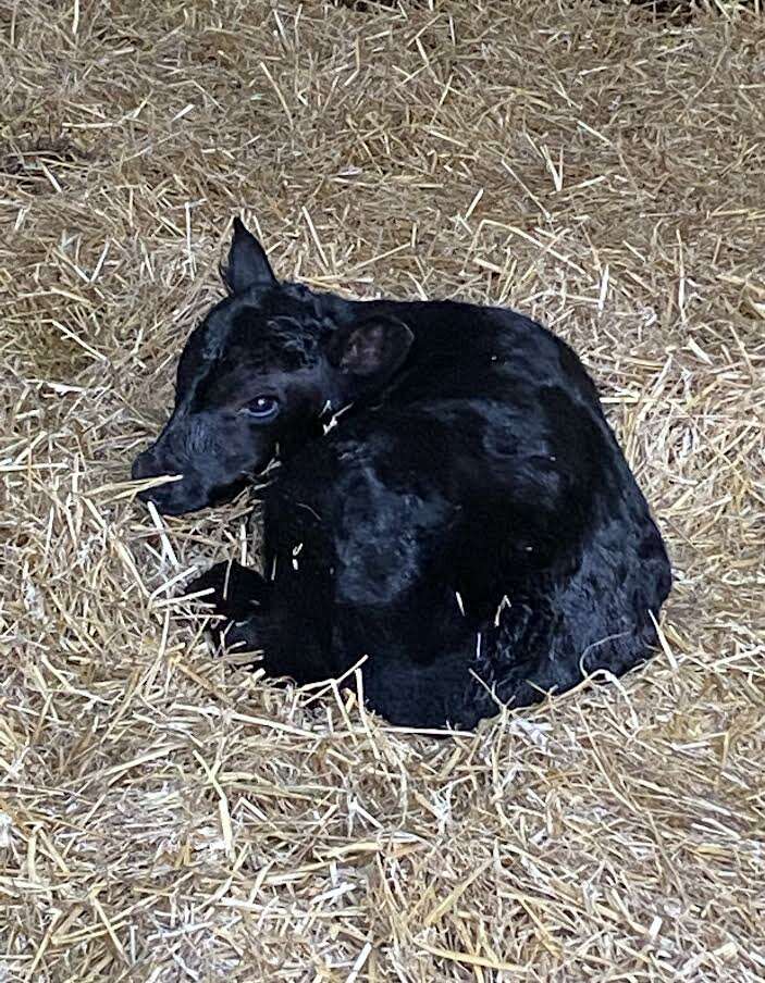 Grass-Fed Beef in Black Creek, Wisconsin