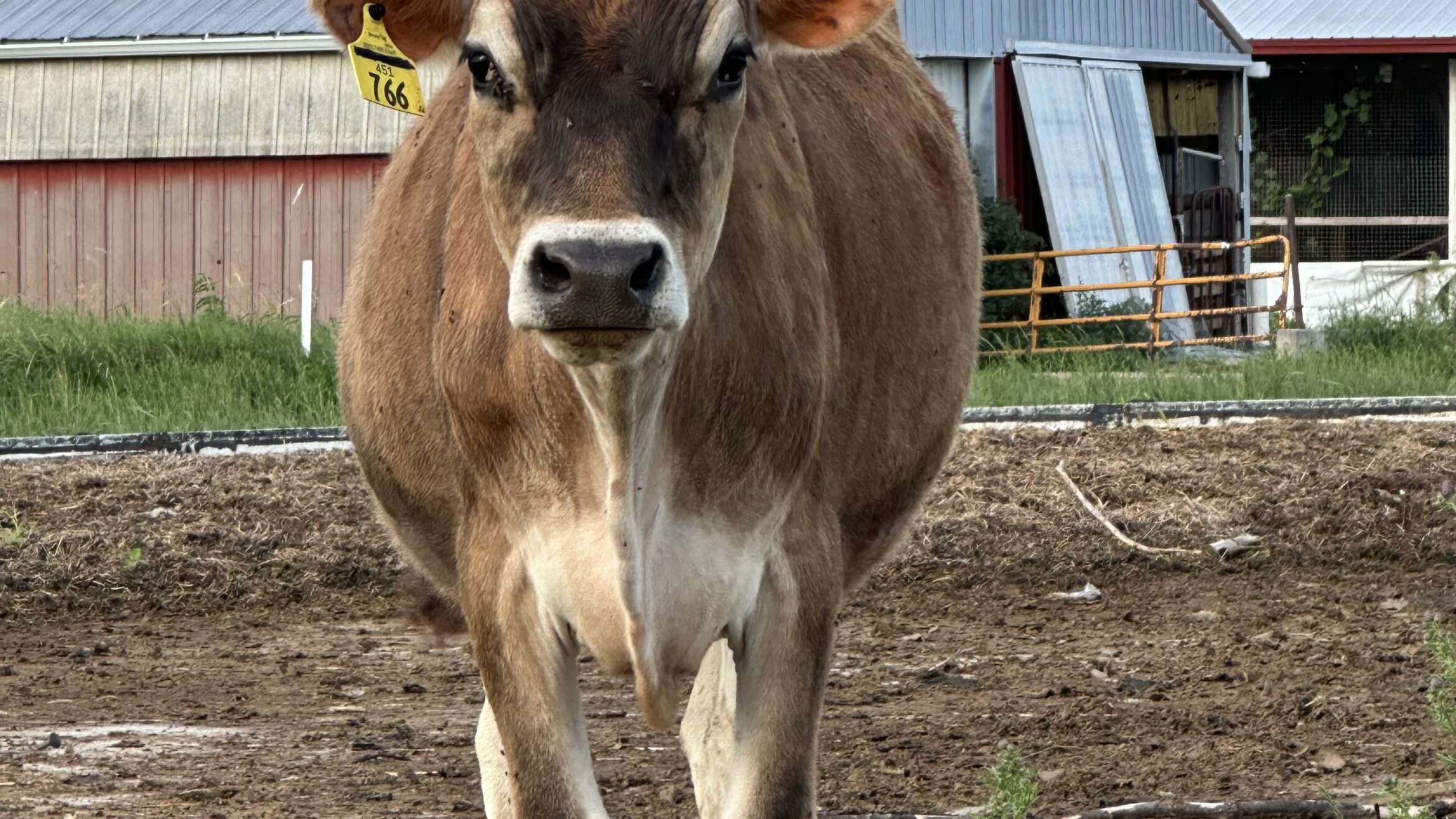 Quarter, Half, or Side of Beef: What Wisconsin Families Should Know Before Ordering