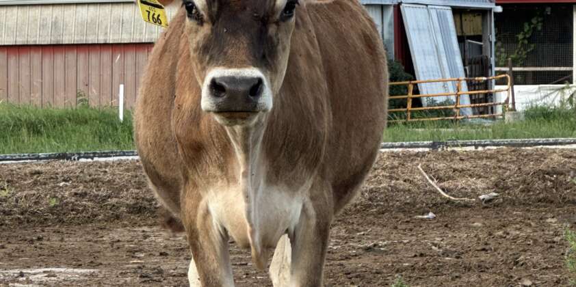 Quarter, Half, or Side of Beef: What Wisconsin Families Should Know Before Ordering