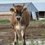 Quarter, Half, or Side of Beef: What Wisconsin Families Should Know Before Ordering