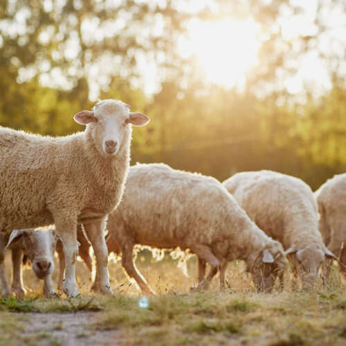 A,Herd,Of,Sheep,Walks,Freely,On,A,Farm,On